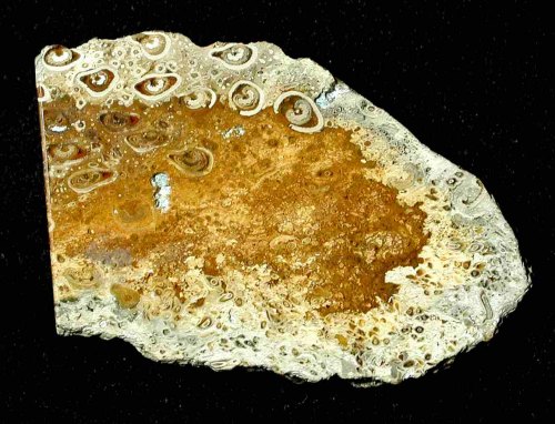 Stuke van een varenboomstam uit Tasmani&euml;